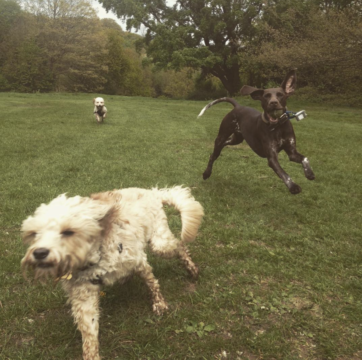 Dogs chasing each other.